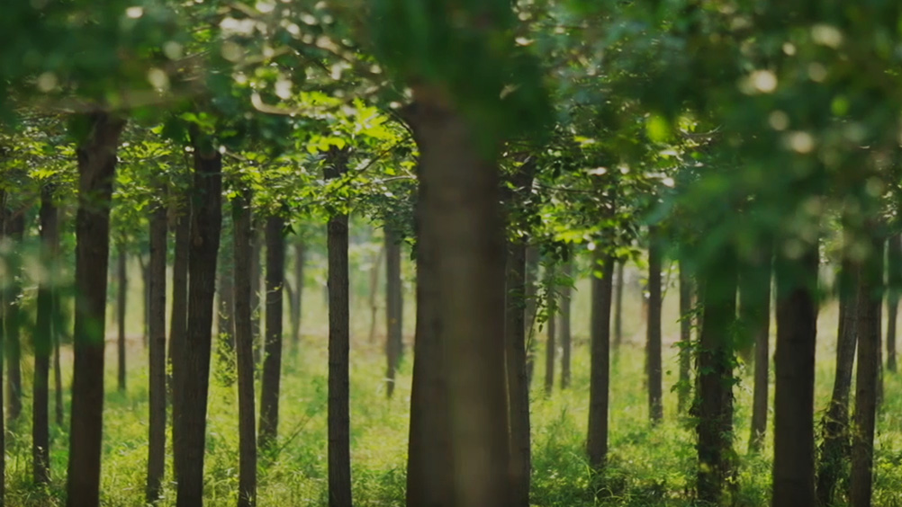 林業